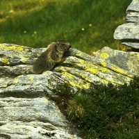 Marmotta